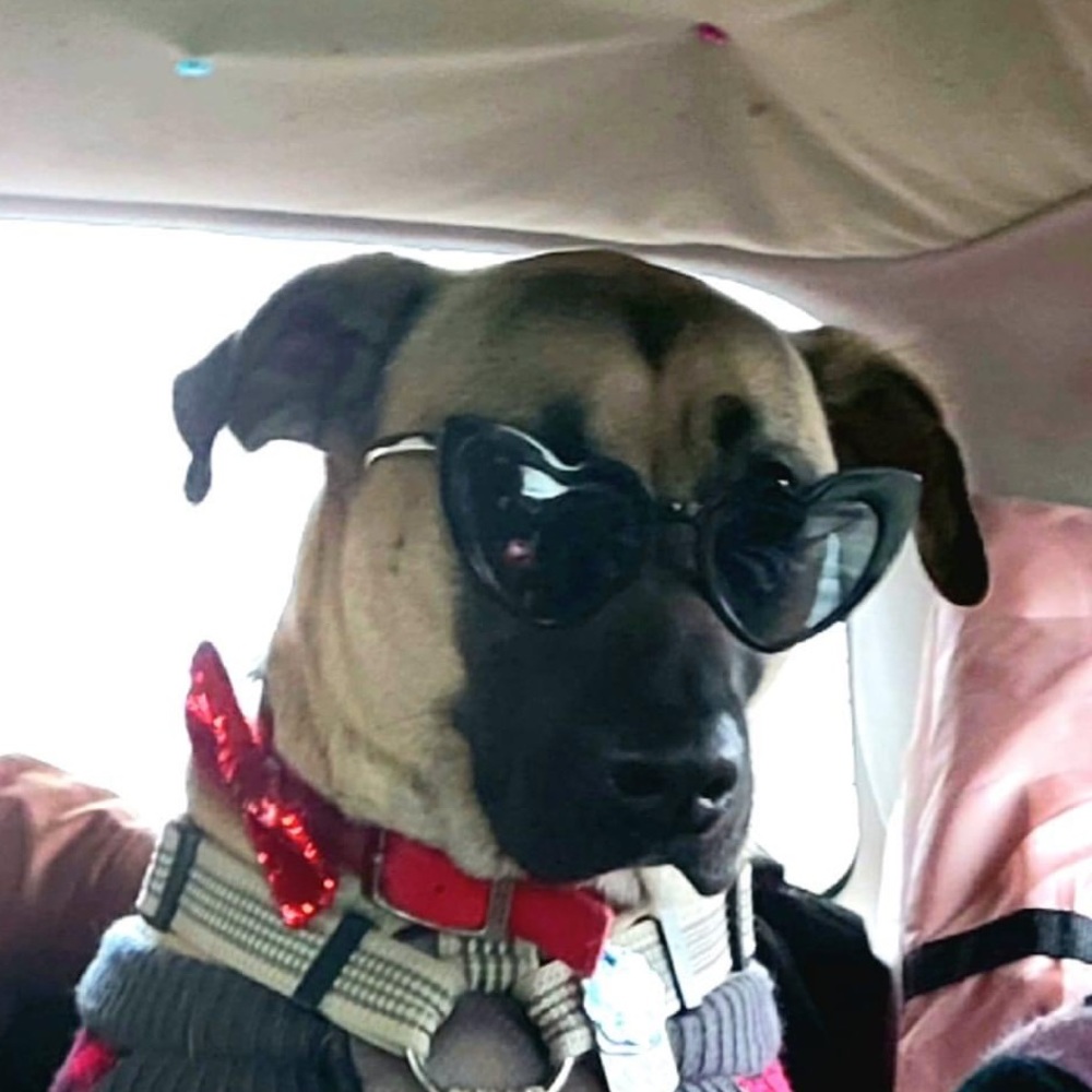 Meet your Posher, BT